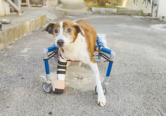 水管製輪椅 助身障毛寶貝站起來