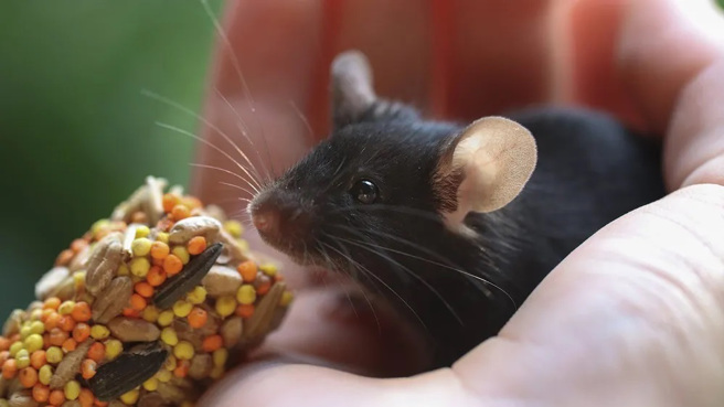 一項小鼠實驗發現，減少必須胺基酸當中的「異白胺酸」，竟可以增加身體指數與壽命。(圖/wisc)