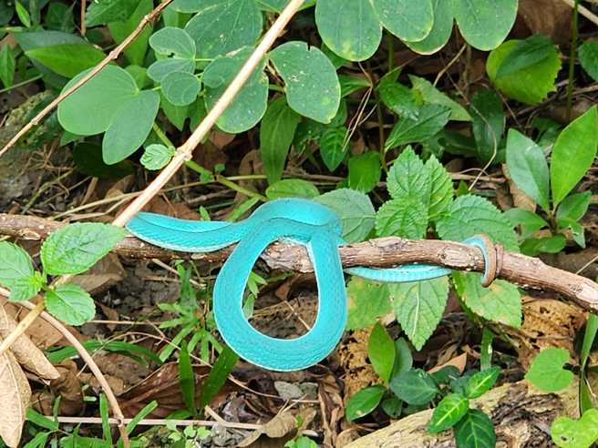 一名男子近日在南部山區看到Tiffany藍的赤尾青竹絲，讓網友全暴動。（圖／網友授權提供）