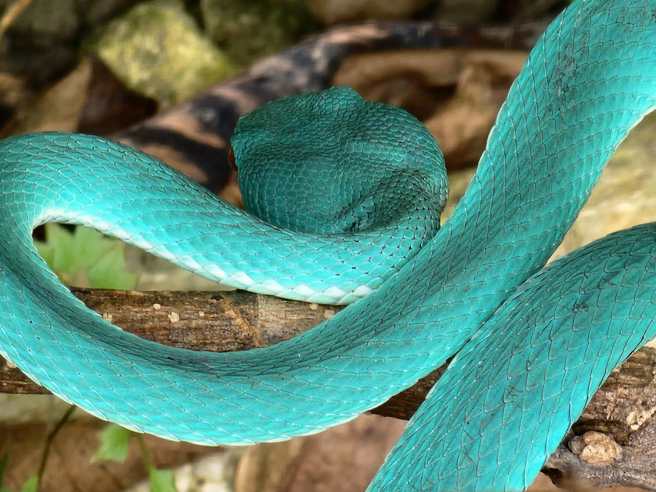 Tiffany藍的赤尾青竹絲，非常難得一見。（圖／網友授權提供）