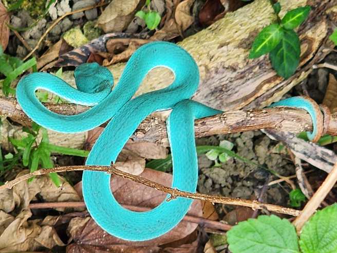 Tiffany藍的赤尾青竹絲，非常難得一見。（圖／網友授權提供）