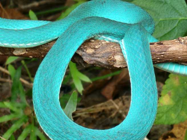 Tiffany藍的赤尾青竹絲，非常難得一見。（圖／網友授權提供）