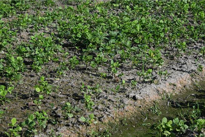 受气候与虫害影响，高雄市美浓区红豆2023年度生产比上一个年度差，图为高雄美浓的红豆田。（林瑞益摄）