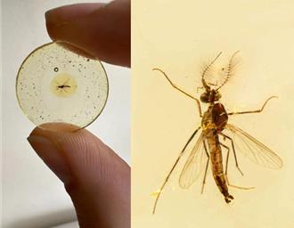 大陸發現最古老的蚊子！ 距今1.3億年「雄性也吸血」