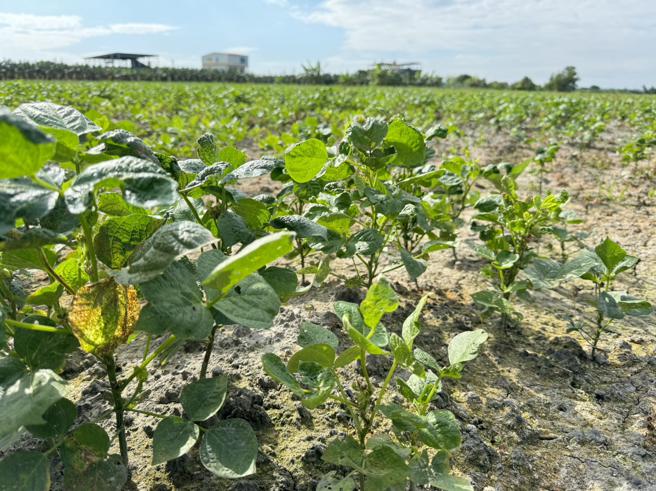 高雄红豆因小犬颱风及10月上旬雨害迟发农损  12/5~14日受理救助申报