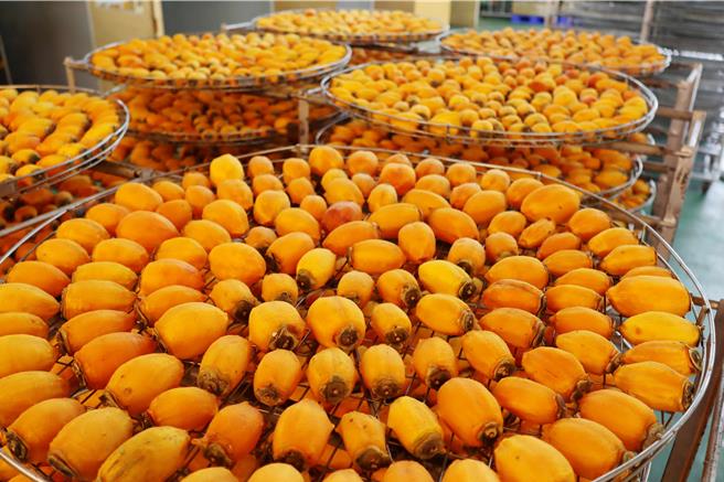 番路鄉農會於11月中下旬，牛心柿餅加工期結束後，接力展開筆柿餅的製作。（呂妍庭攝）