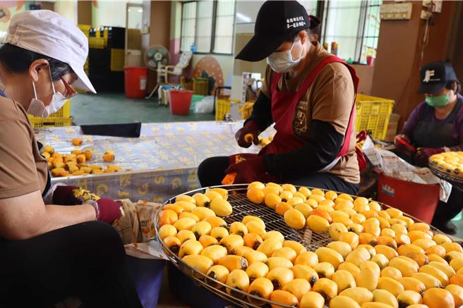 番路鄉農會於11月中下旬，牛心柿餅加工期結束後，接力展開筆柿餅的製作。（呂妍庭攝）