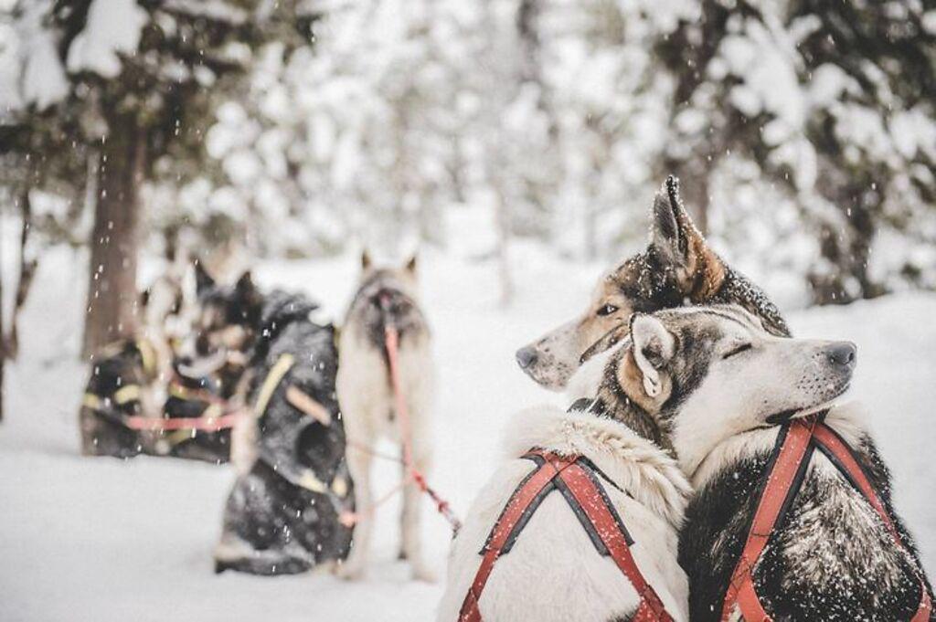 乘坐狗拉雪橇或駕駛哈士奇隊伍穿越原始風景，是體驗瑞典薩米（拉普蘭）的絕佳方式。　圖：imagebank.sweden.se（Asaf Kliger）／來源