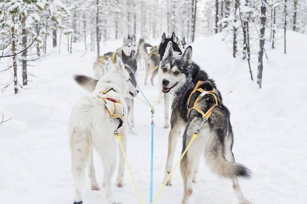 ▲「Jokkmokkguiderna」生態導覽團提供北方森林和山區的狗拉雪橇探險活動，所有行程皆取得瑞典生態旅遊協會的批准。　圖：imagebank.sweden.se（Anna Öhlund）／來源