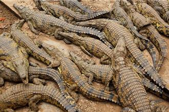 鱷魚家族古老秘密 研究揭氣候影響生物滅絕