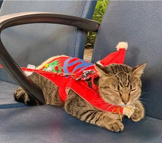 貓站長變身「耶誕貓」虎斑「小不點」變裝萌翻旅客