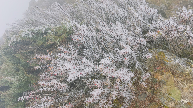今晨玉山北峰結霧淞。(氣象署提供)