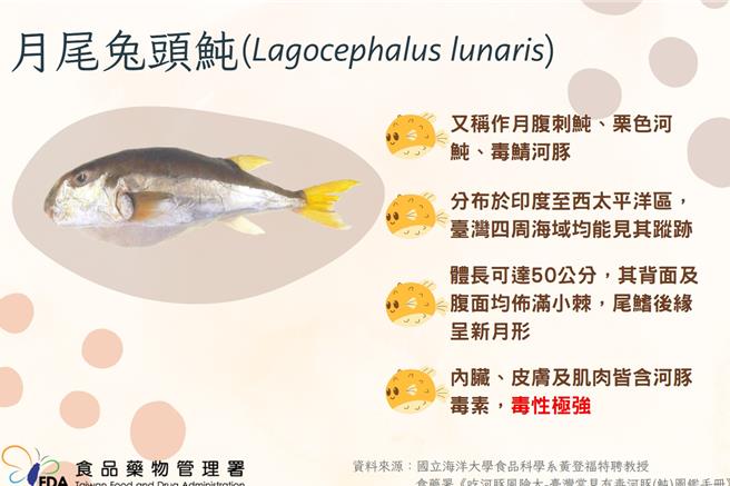 月尾兔头鲀。（食药署提供／林周义台北传真）