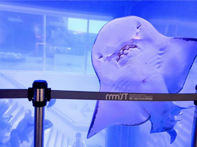 基隆潮境智能海洋馆内饲育的「波口鲎头鲼」腹部的鬼脸和大嘴，常是民眾期待看到的，但大嘴里的牙齿，却常常换牙，完全不用看牙医。（国立海科馆提供／张志康基隆传真）