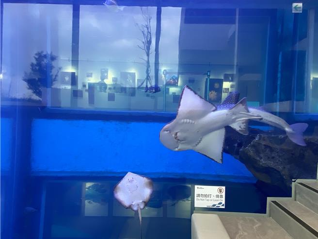 基隆潮境智能海洋馆内饲育的「波口鲎头鲼」（右）及魟鱼（左），海科馆表示，这类软骨鱼类都有常换牙的特点。（国立海科馆提供／张志康基隆传真）