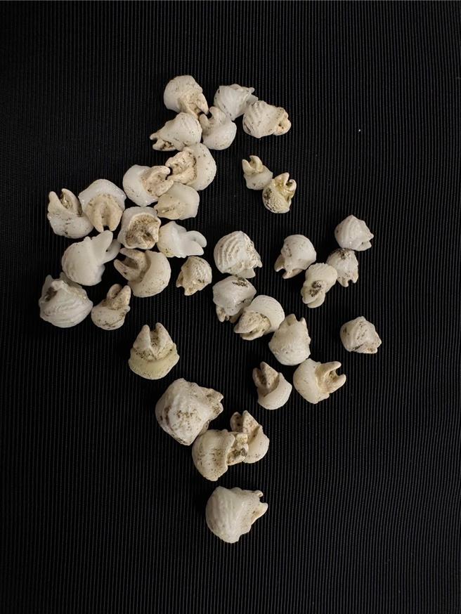 基隆潮境智能海洋馆内饲育「波口鲎头鲼」换下来的牙齿。（国立海科馆提供／张志康基隆传真）