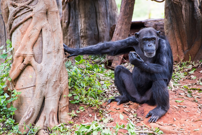 乌干达一名研究协调员到坦尚尼亚观察一群黑猩猩，意外目击黑猩猩首领抢走老鹰猎物的过程。(示意图/达志影像)
