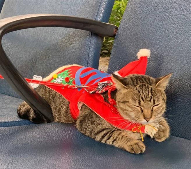 台东火车站站猫比真人站长人气更高。（台东火车站提供／蔡旻妤台东传真）