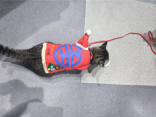 台东火车站站猫比真人站长人气更高。（台东火车站提供／蔡旻妤台东传真）