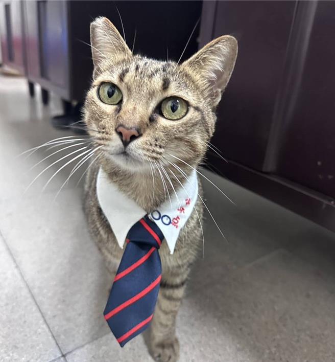 台东火车站站猫比真人站长人气更高。（台东火车站提供／蔡旻妤台东传真）