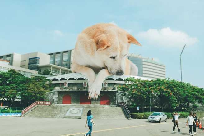 巨大狗狗占领辅大校园，画面相当可爱。（翻摄脸书FJU Doggy Club - 辅大爱狗社、摄影/ karren kao）