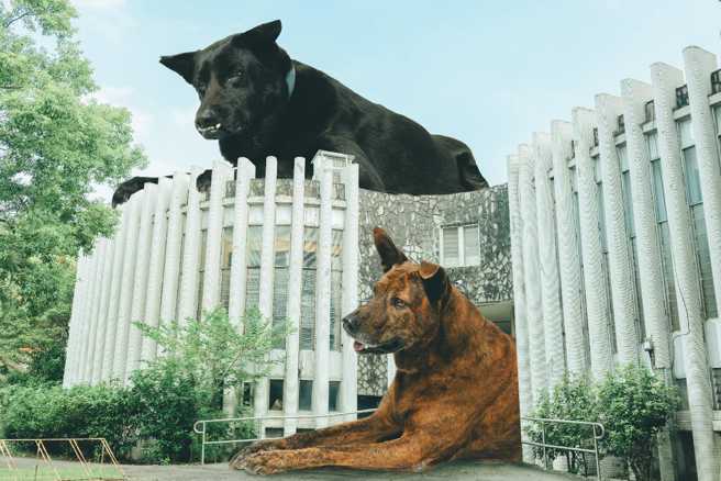 巨大狗狗占领辅大校园，画面相当可爱。（翻摄脸书FJU Doggy Club - 辅大爱狗社、摄影/ karren kao）