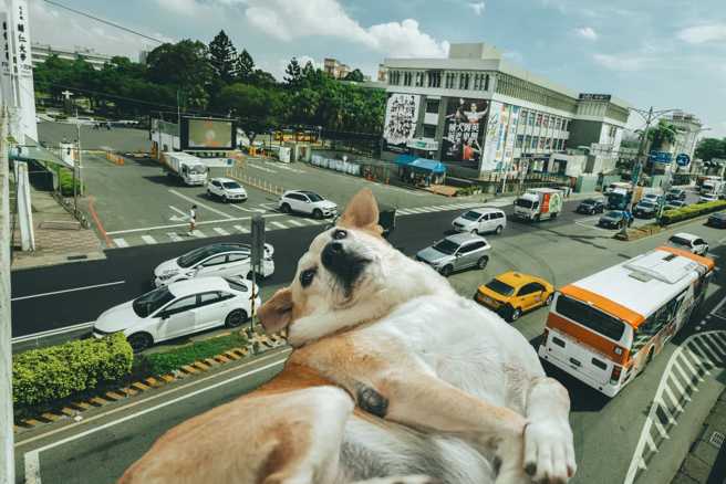 巨大狗狗占领辅大校园，画面相当可爱。（翻摄脸书FJU Doggy Club - 辅大爱狗社、摄影/ karren kao）