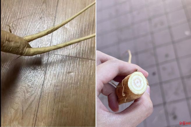 女大生误把「商陆」当成人参食用，结果中毒昏睡了17小时。（图／翻摄自微博）