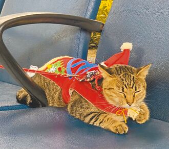 台東火車站貓站長 換穿耶誕新裝超萌