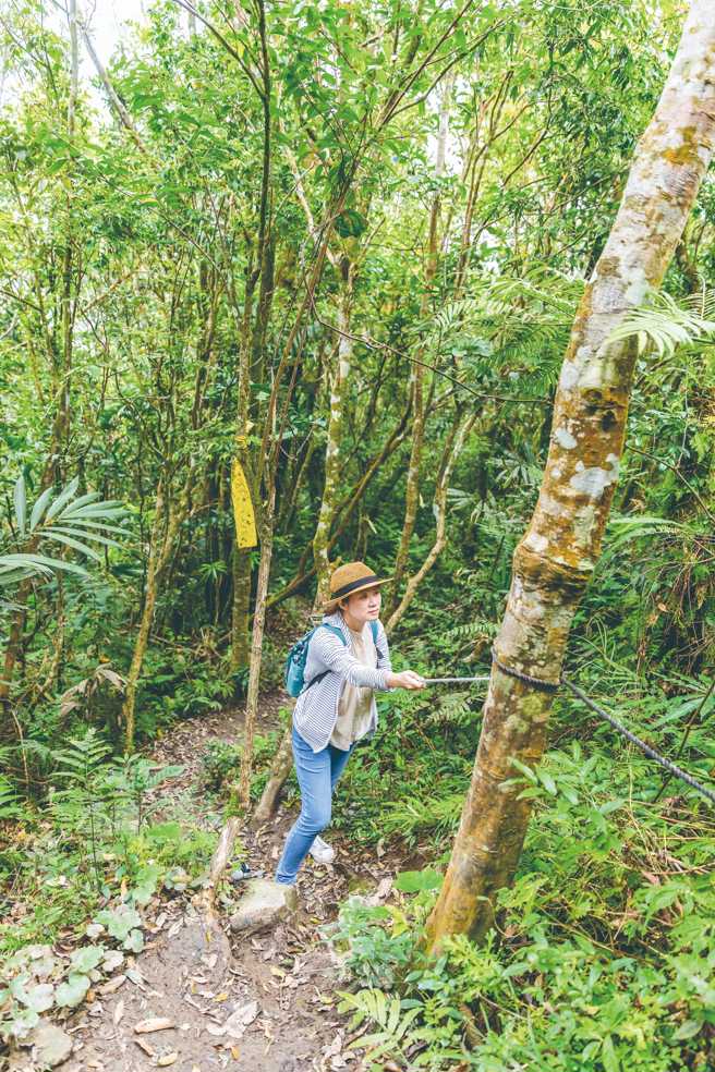 初音山一开始平坦好爬，不过杂草多藏有蚂蟥须留意，登顶前会有一段陡坡，可拉住一旁绳索协助前进。（图/花莲趣提供）