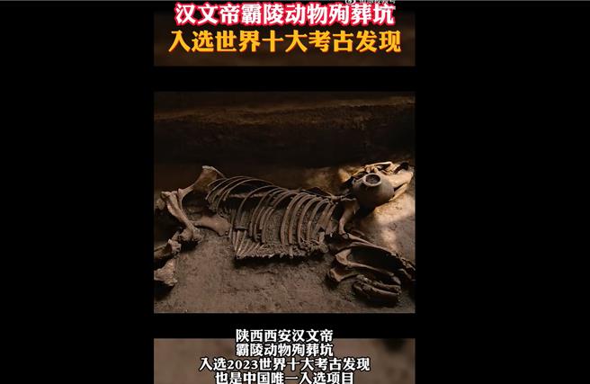 美國《考古Archaeology》雜誌最新評選出「2023年度世界十大考古發現」，漢文帝霸陵的動物殉葬坑因發現金絲猴、虎、馬來貘等珍禽異獸骨骼而入選。（截自人民網微博）