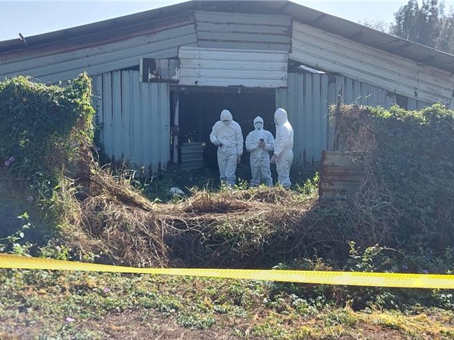 苗栗县竹南镇崎顶养鹅场爆发H5N禽流感，农业部动检署及苗栗县政府动防所7日上午扑杀鹅只。（苗栗县政府动防所提供／谢明俊苗栗真）