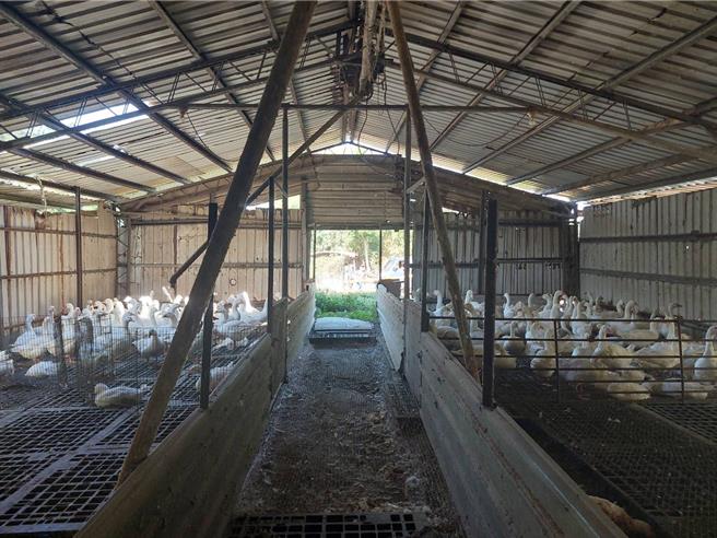 苗栗县竹南镇崎顶养鹅场爆发H5N禽流感，场内养有1800只鹅只。（苗栗县政府动防所提供／谢明俊苗栗真）