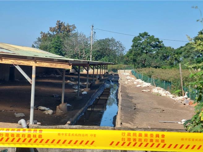 苗栗县竹南镇崎顶养鹅场爆发H5N禽流感，场内养有1800只鹅只，累积发病死亡已有200只。（苗栗县政府动防所提供／谢明俊苗栗真）