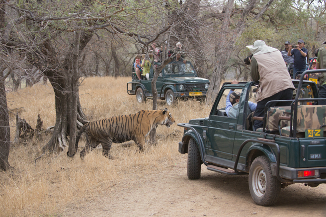 国外网传一段猎游活动影片，只见一只老虎散步遭4辆车包夹，被困在路中间进退两难。(示意图/达志影像)