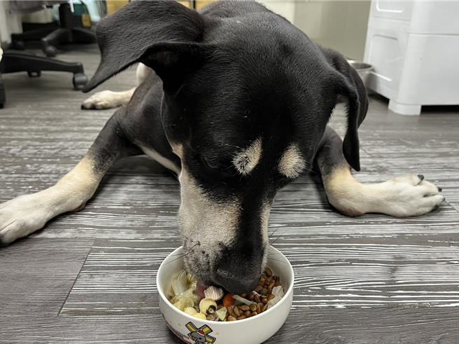 板橋動物之家公關犬「大頭」享用添加飼料的柴胡湯。（新北市動保處提供）