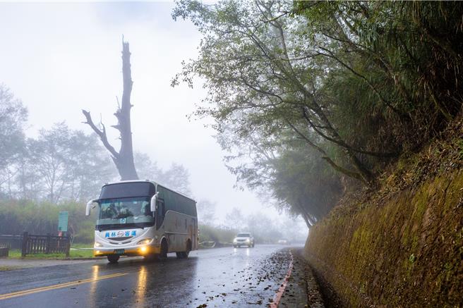 日月潭—阿里山线行经新中横公路，是特殊的高山路线，途经玉山国家公园夫妻树。（日月潭风管处提供／杨静茹南投传真）