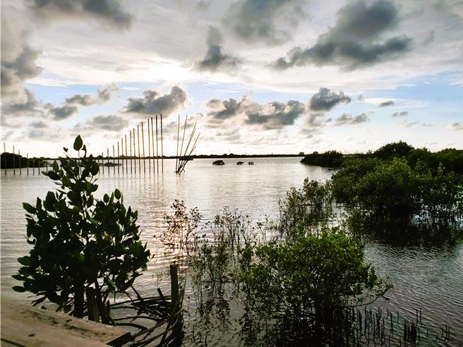 成龍溼地原為農耕地，因堤防破損暴潮入侵及地層下陷影響，導致農田長期浸於鹹水中無法耕種，演變成為草澤溼地。（周麗蘭攝）