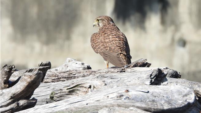 成龍溼地鳥類調查到的二級保育類紅隼。（雲林縣府提供）