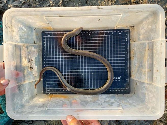 椬梧溼地發現的土龍（學名波路荳齒蛇鰻）。（雲林縣府提供）