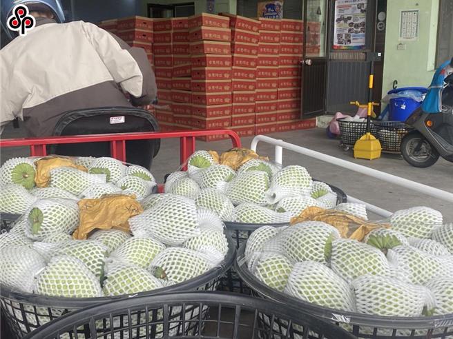 大陆为我国凤梨释迦的重要输出地，但在 2021年9月以检出介壳虫等「有害生物」为由，全面禁止我国释迦输入，在台东县政府争取之下，首波共有3家包装场、25家供果园获核准输入，今天再公布34家包装场、1263供果园获准。（报系资料照）