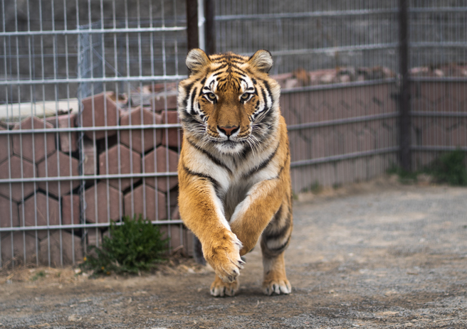 巴基斯坦有遊客偷跑進動物園的老虎展區，最終慘遭吃下肚，被發現時只剩半具屍體。(示意圖/達志影像)