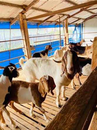 屏東乳羊染布氏桿菌 羊奶還能喝嗎？醫曝人類感染風險