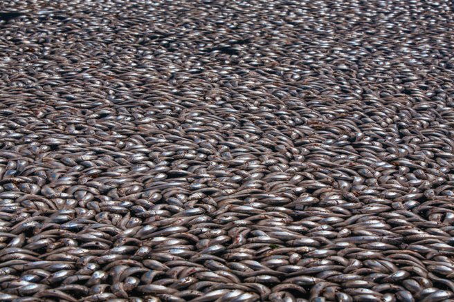 日本北海道海岸近日出現大量沙丁魚屍體，遍布海岸線長達1.5公里，當地居民直呼第一次見到。(示意圖/達志影像)