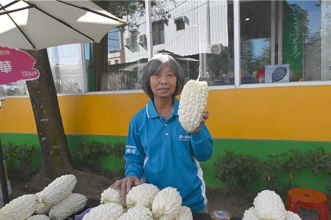 高雄大树农民种出比脸大的苦瓜，农民表示，手上这颗苦瓜重量超过1台斤。（林瑞益摄）