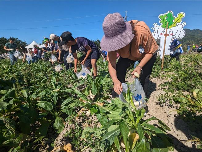 高雄市农业局9日在美浓区举办游客拔白玉萝卜活动，吸引许多民眾参加。（林瑞益摄）