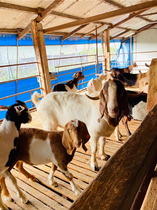 屏縣府執行每年例行性全縣乳牛、乳羊監測，在九如鄉一處養羊場發現有3頭感染布氏桿菌，是近30餘年來台灣牛羊首例，該3頭羊已完成撲殺及全場消毒作業。（屏縣府提供／謝佳潾屏東傳真）