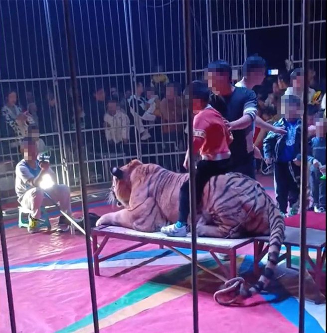 广西百色一马戏团表演孩子排队骑虎拍照警方调查。图为小孩坐在老虎身上拍照。（大陆极目新闻摘自网路）
