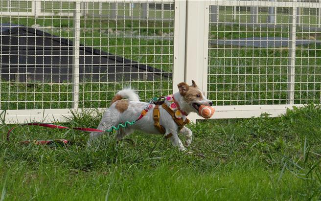 台北市議員發現，在公園設置狗活動區碰到4大困難，甚至出現少數人否決設置的問題，要求市府改善。圖為狗狗在週美狗活動區奔跑。（北市動保處提供／蔡佩珈台北傳真）