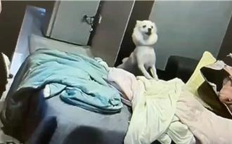 夫妻口角纵狗咬伤女警  酒醉男情绪失控多吃上一条官司